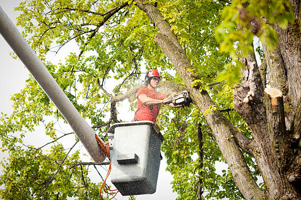 How Our Tree Care Process Works  in  Perezville, TX